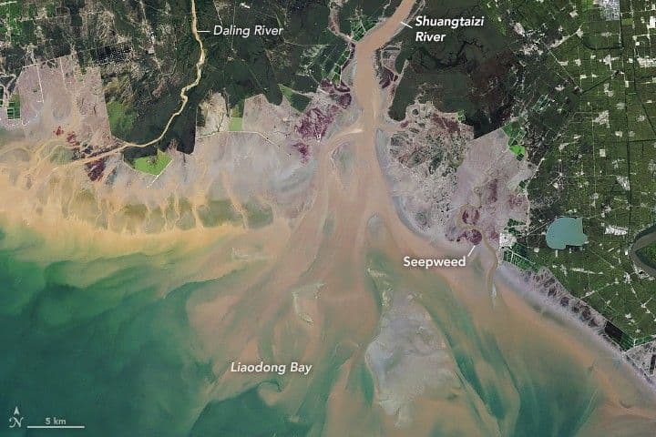 A Changing Estuary Lined With Red