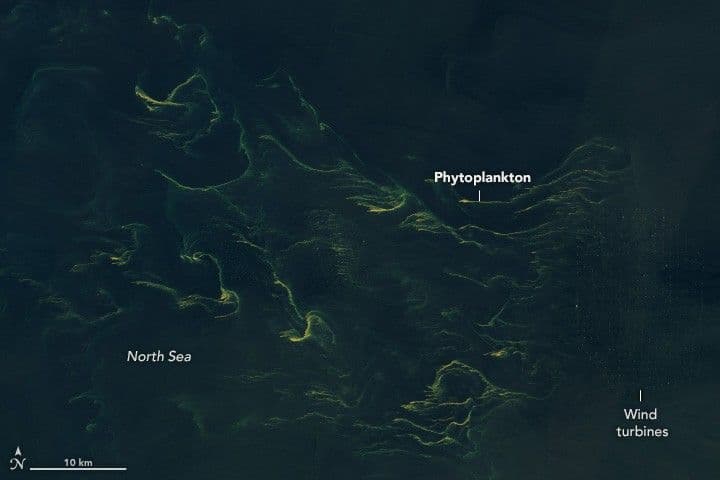 Noctiluca in the North Sea?