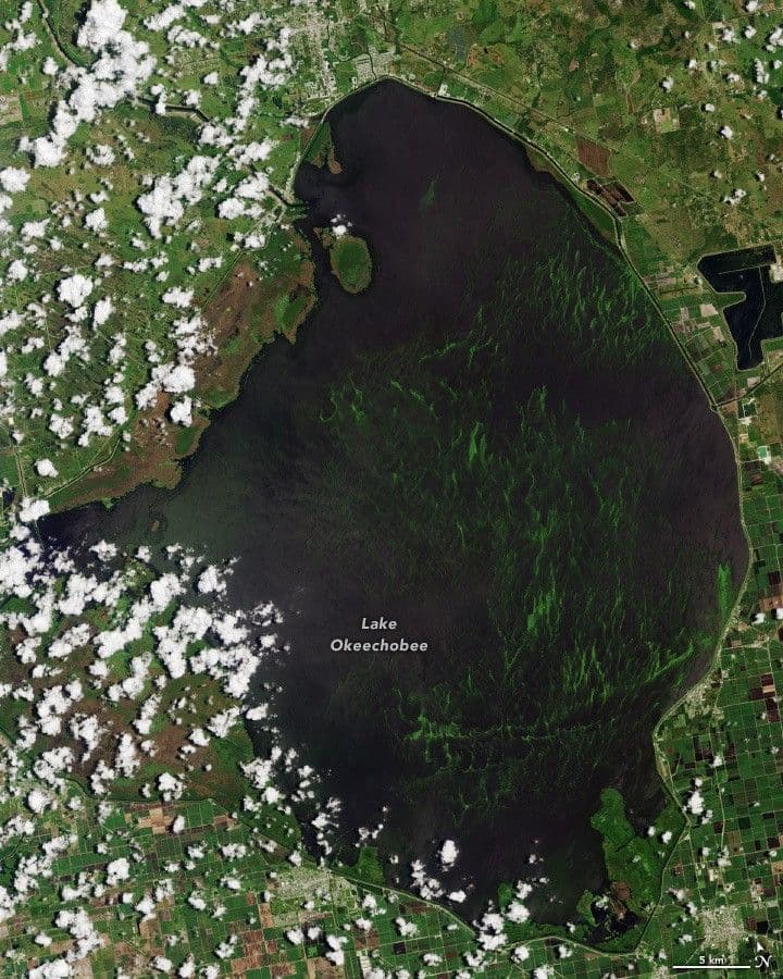 Algae Bloom in Lake Okeechobee