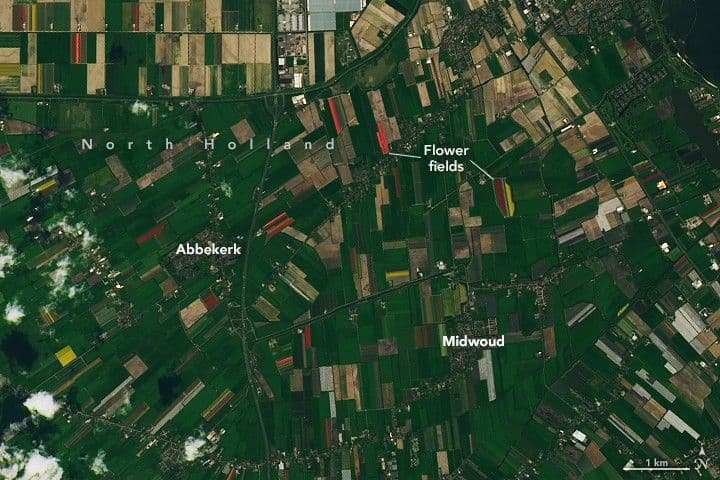 A Tulip Frenzy in the Netherlands