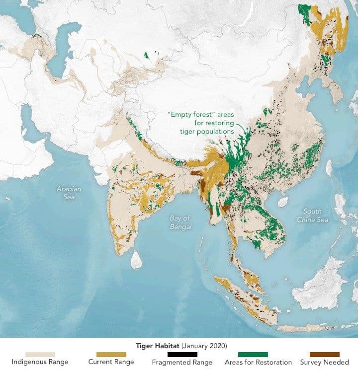 Finding Space for Tigers