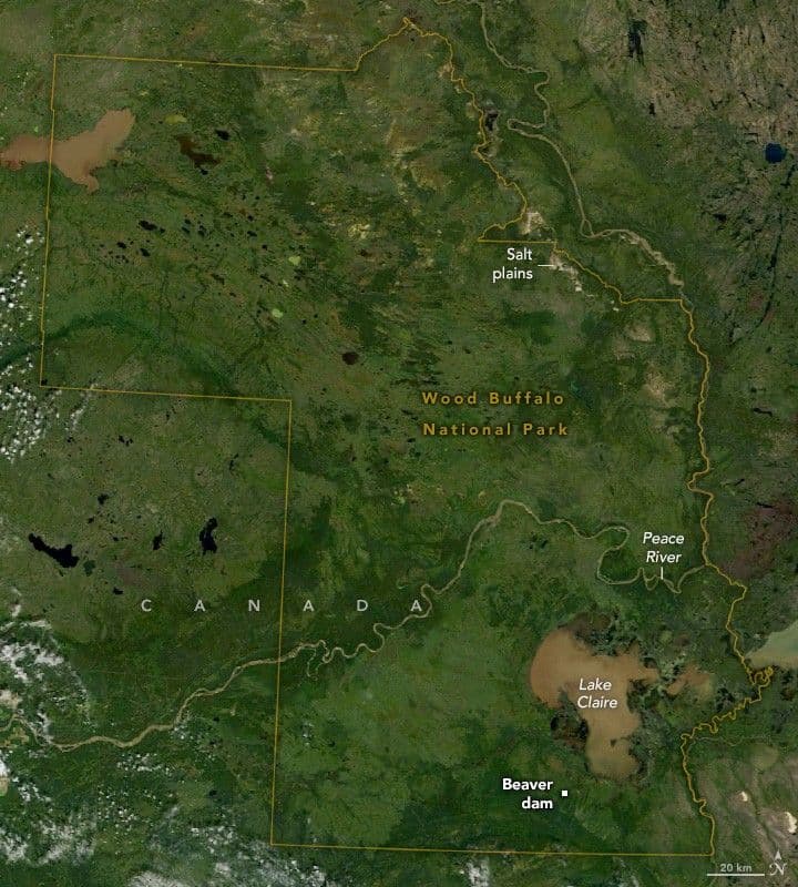 Where the Wood Bison Roam
