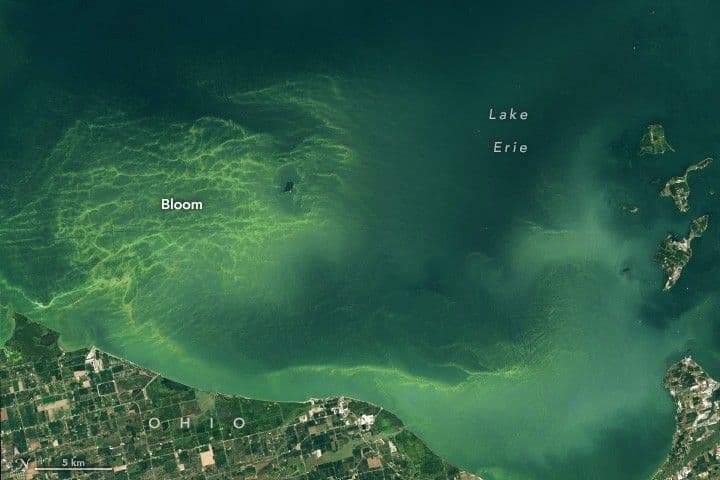 Lake Erie Blooms