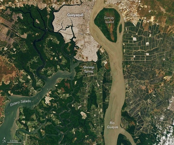 Shrimp Farms of the Guayas Estuary