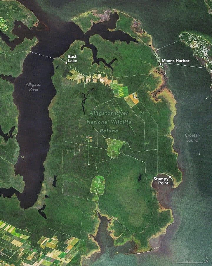 Ghost Forests Creep Into North Carolina