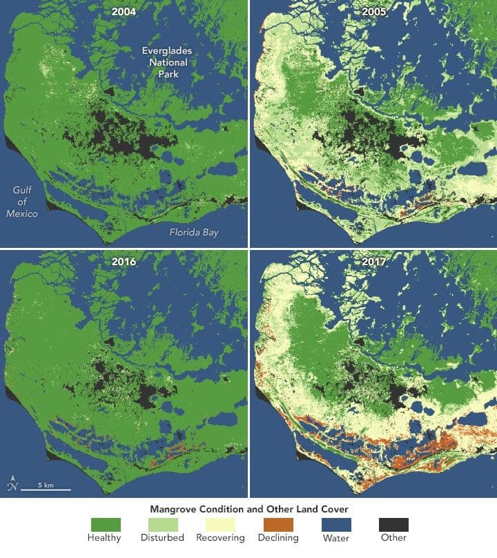 Mangroves Are Losing Their Resilience