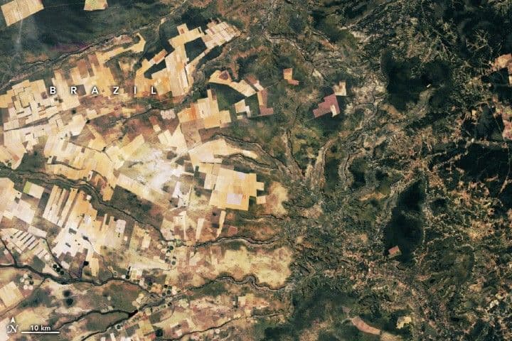Spotting Disruptions to Earth’s Vegetation