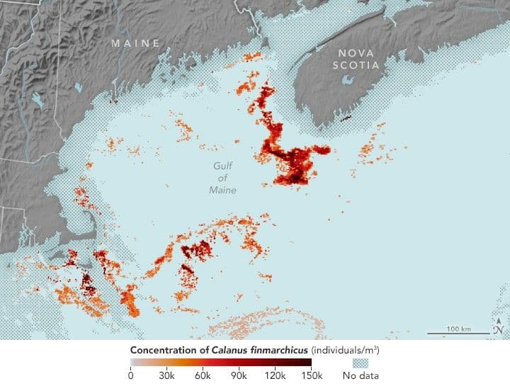 Mapping the Tiny Plankton That Feed Giant Right Whales