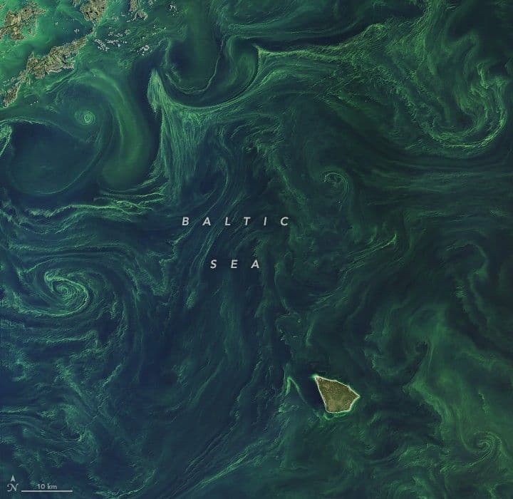 Brilliant Bloom in the Baltic Sea