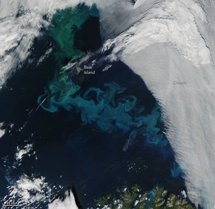 Bloom Time in the Barents Sea