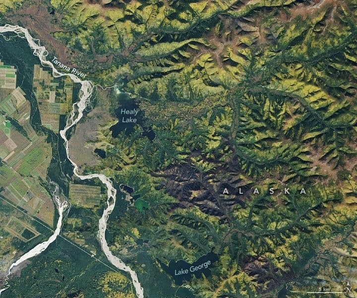 A Golden Moment for Boreal Forests