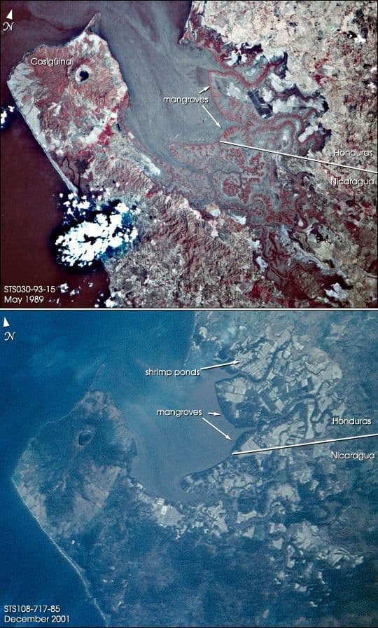 Shrimp Farms and Mangroves, Gulf of Fonseca