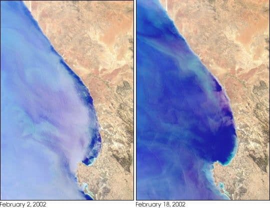 Red Tide Strands South African Rock Lobsters