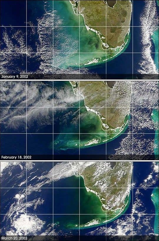 Mysterious Black Water off Florida’s Gulf Coast