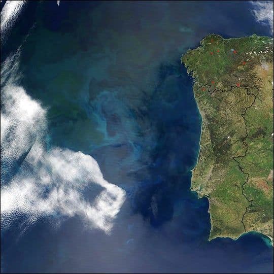 Phytoplankton off the Coast of Portugal
