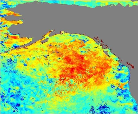 Gulf of Alaska Warmer Than Usual