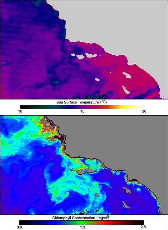 Phytoplankton Bloom off California’s Channel Islands
