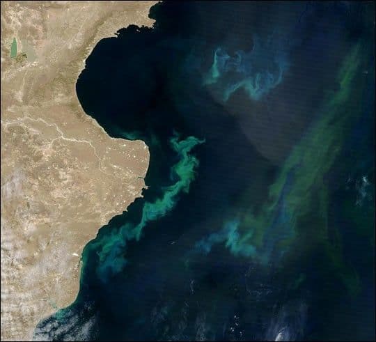 South Atlantic Phytoplankton Bloom