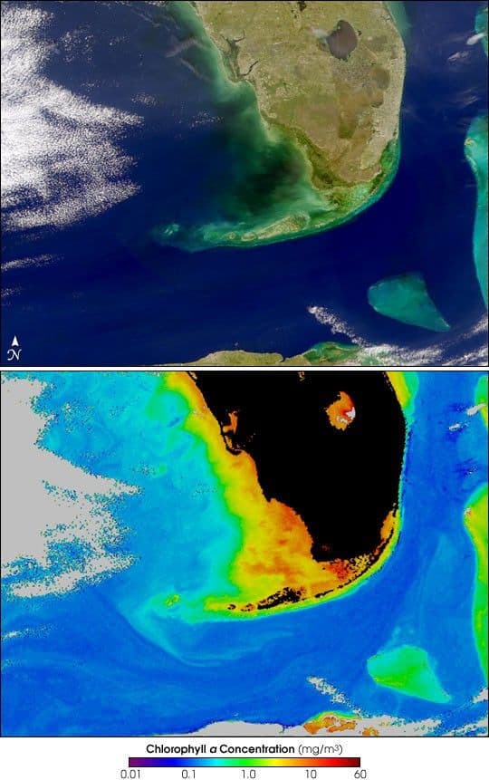 Cause and Effect of Florida Black Water