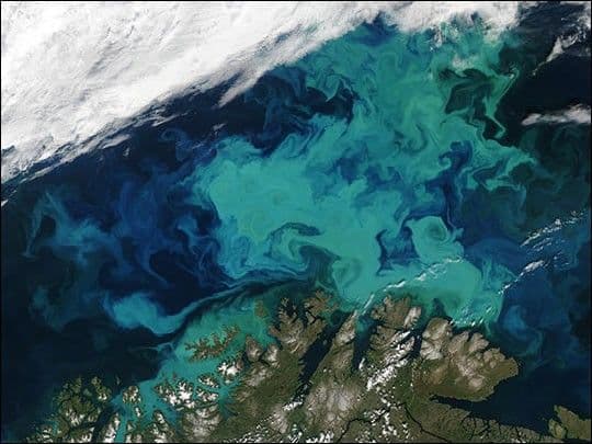 Spectacular Bloom in the Barents Sea