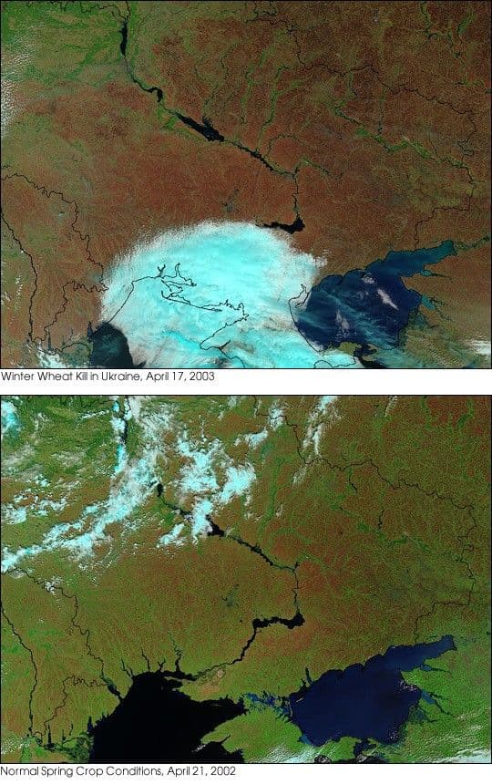 Icy Spring Decimates Winter Crops in Ukraine
