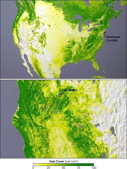 Tree Cover