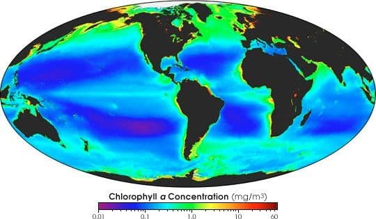 Global Chlorophyll