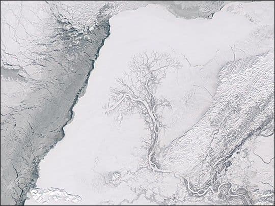 Yukon River Tree Springs to Life