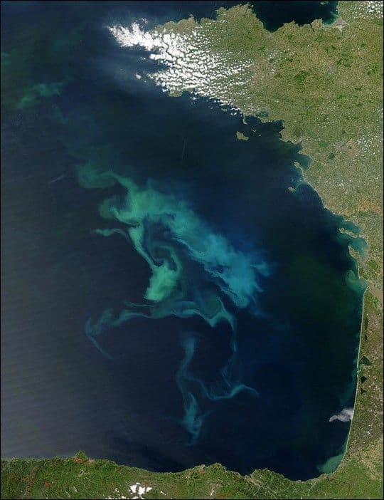Bay of Biscay in Bloom