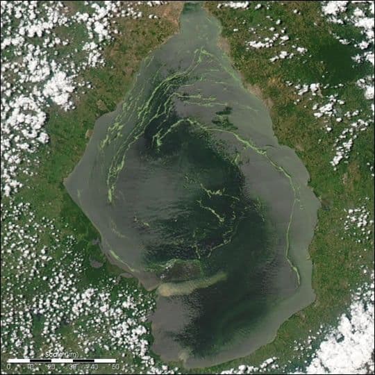 Duckweed Invasion in Lake Maracaibo