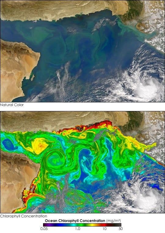 Phytoplankton Bloom in the Arabian Sea