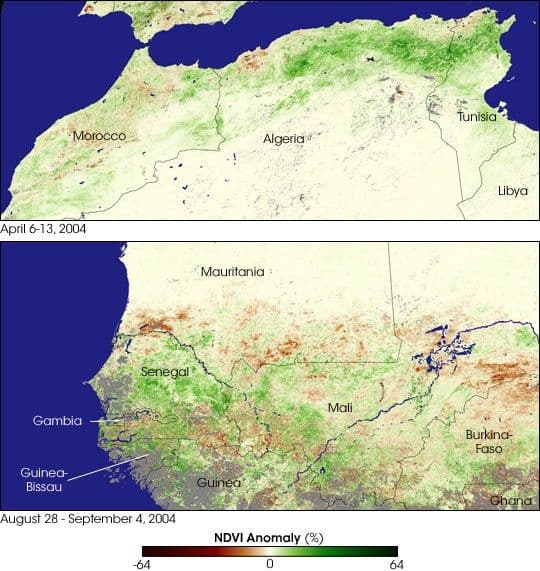 Locusts Plague Northern and Western Africa