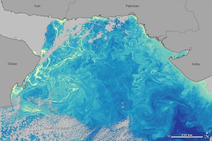 Phytoplankton in the Arabian Sea
