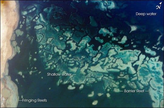 Fringing Coral Reef, Red Sea