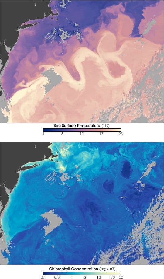 The Gulf Stream