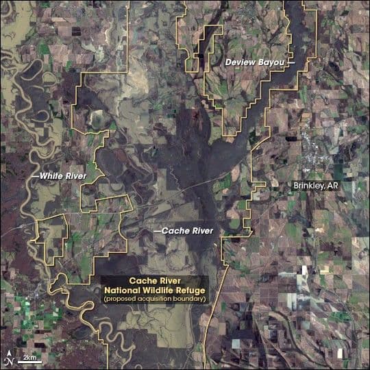 Ivory-billed Woodpecker Habitat