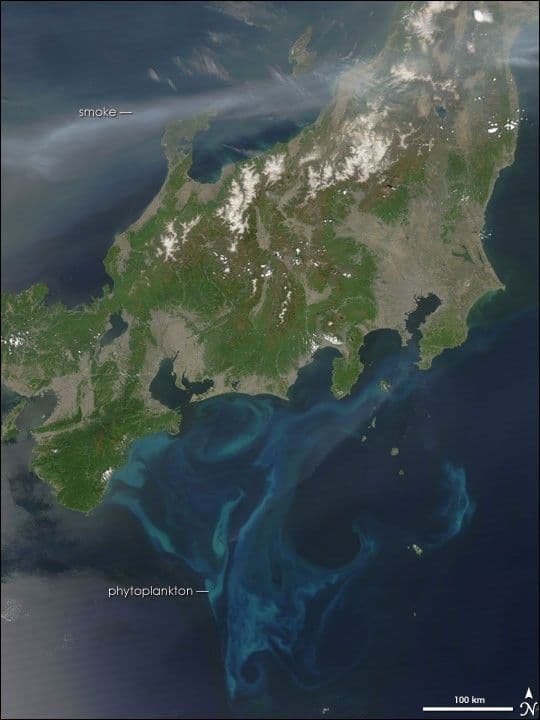 Phytoplankton Bloom Near Japan