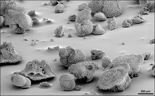 Microfossils