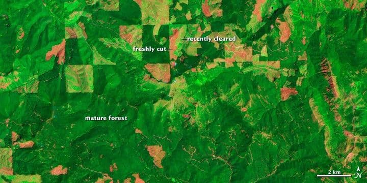Logging and Regrowth in Washington State