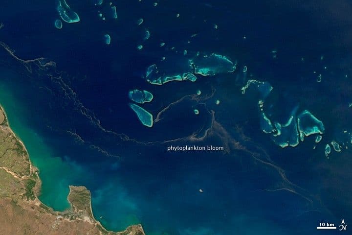 Phytoplankton Bloom in the Great Barrier Reef