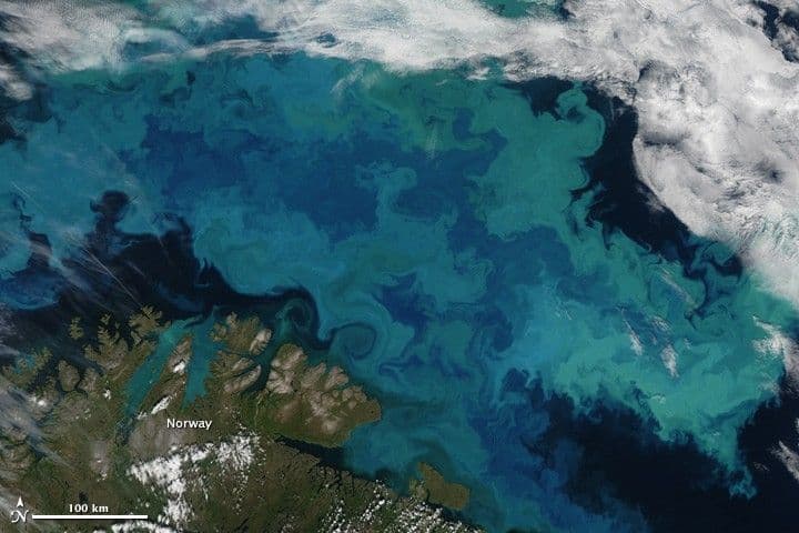 Bloom in the Barents Sea
