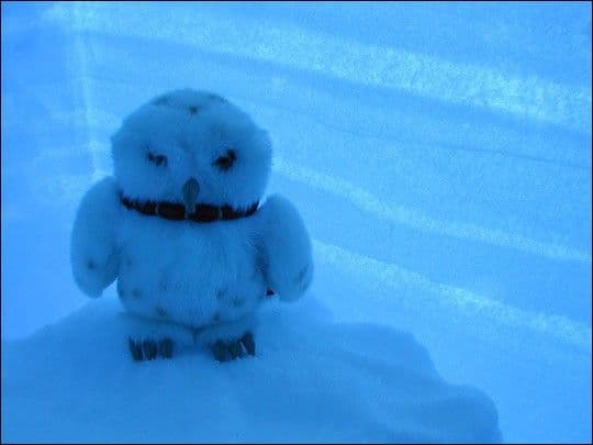 Antarctic Snows