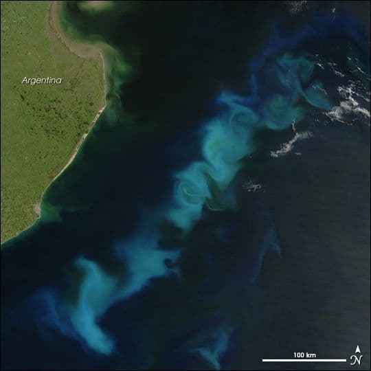 South Atlantic in Summertime Bloom