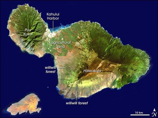 Wasps Threaten Hawaiian Forests