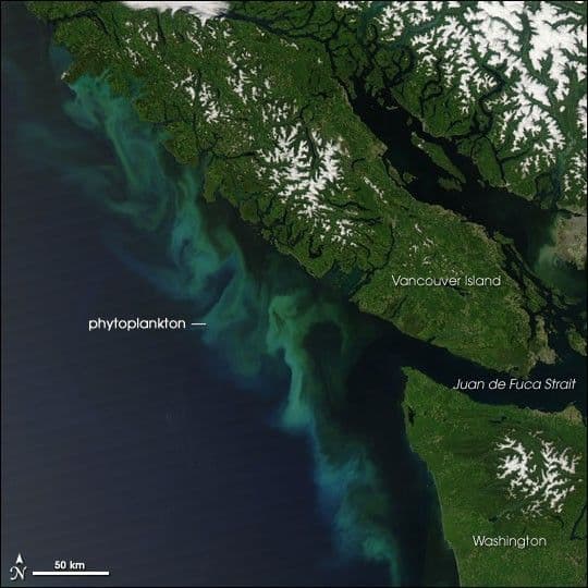 Phytoplankton Bloom off Vancouver Island