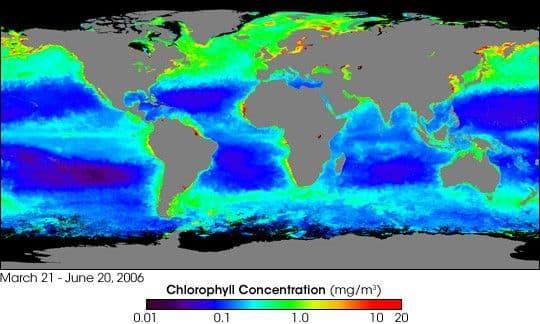 A World of Chlorophyll