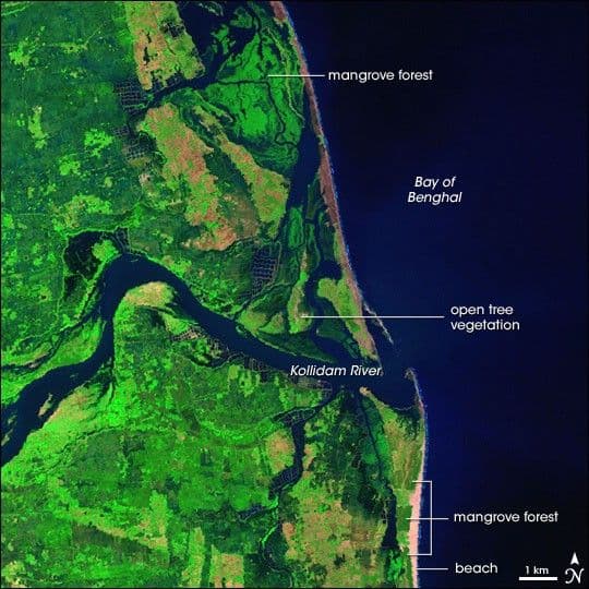 Mangrove Forests in Culladore, India