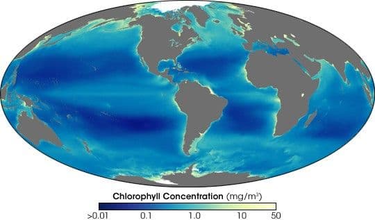 Nines Years of Ocean Chlorophyll