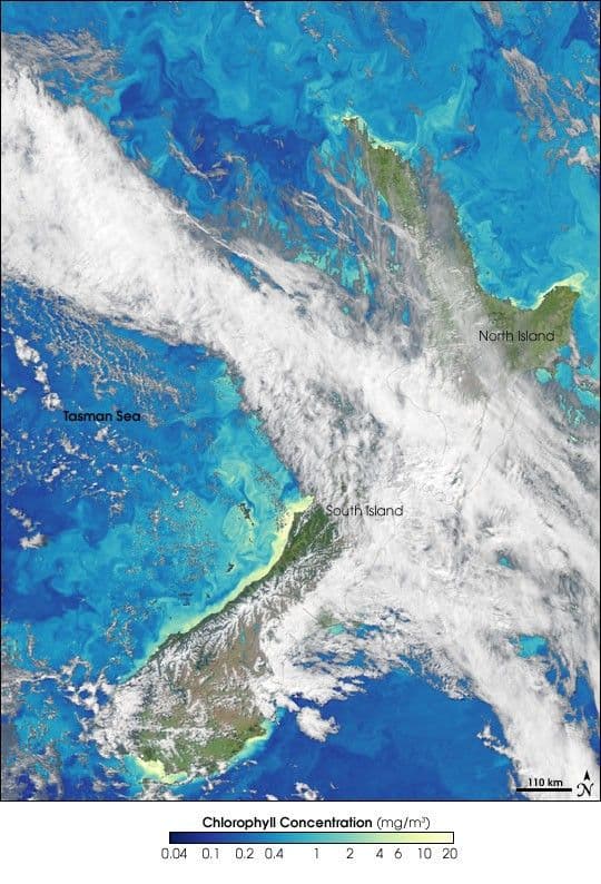 Chlorophyll Around New Zealand