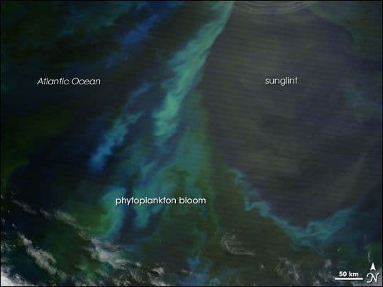 Phytoplankton Bloom off Patagonia
